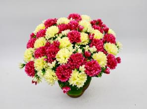 Chrysanthemum X 36