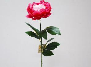 Single Peony