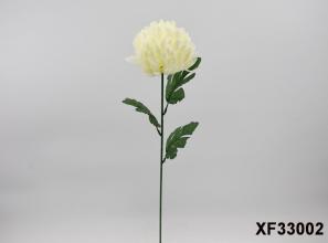 Single Chrysanthemum