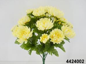 Chrysanthemum X 24