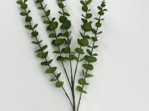 Eucalyptus Branch X 5 